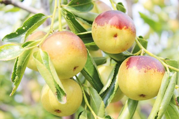 冬棗產地在哪里 冬棗和青棗的區別是什么