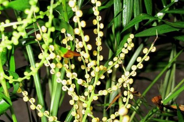 袖珍椰子繁殖方法（播種、分株） 袖珍椰子怎么養