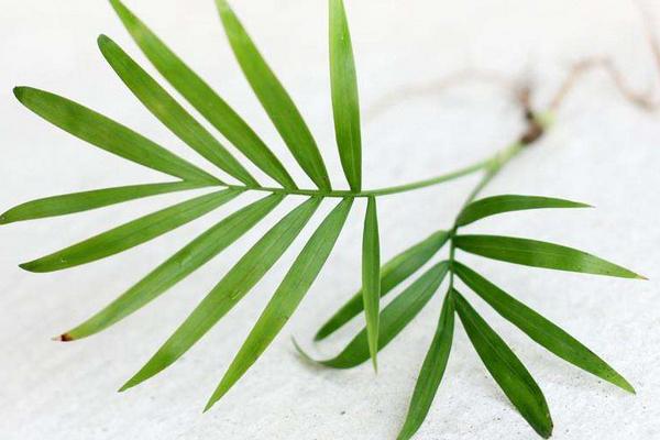 袖珍椰子繁殖方法（播種、分株） 袖珍椰子怎么養