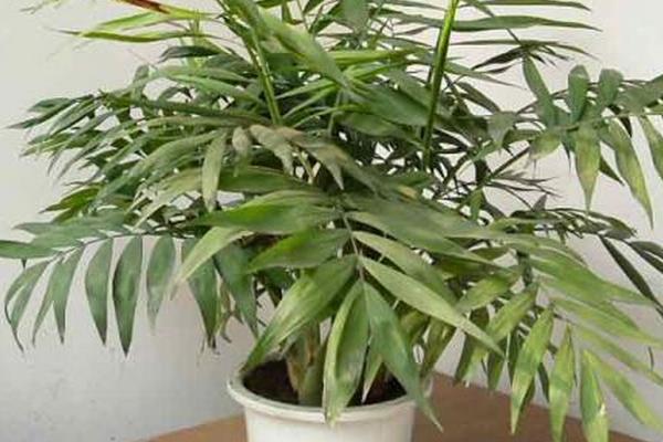 袖珍椰子繁殖方法（播種、分株） 袖珍椰子怎么養