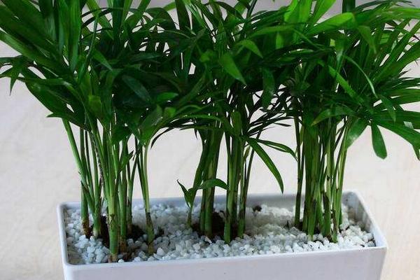 袖珍椰子繁殖方法（播種、分株） 袖珍椰子怎么養