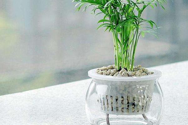 袖珍椰子繁殖方法（播種、分株） 袖珍椰子怎么養