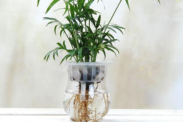 袖珍椰子繁殖方法（播種、分株） 袖珍椰子怎么養