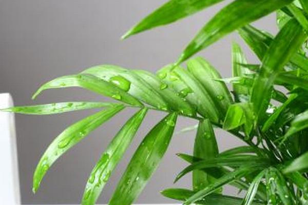 袖珍椰子繁殖方法（播種、分株） 袖珍椰子怎么養