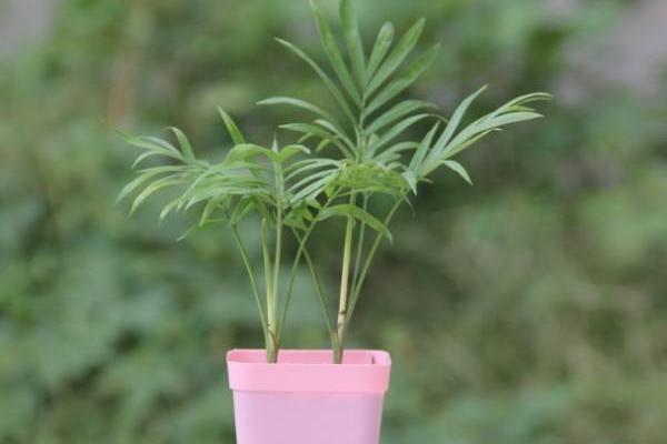 袖珍椰子繁殖方法（播種、分株） 袖珍椰子怎么養