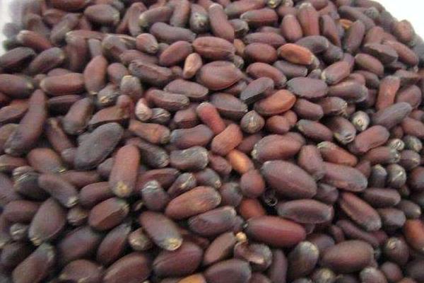 臘梅種子市場價格多少錢一斤 臘梅種子什么時候播種