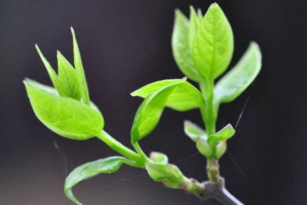 臘梅種子市場價格多少錢一斤 臘梅種子什么時候播種