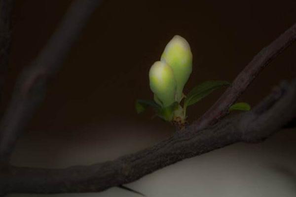 臘梅種子市場價格多少錢一斤 臘梅種子什么時候播種