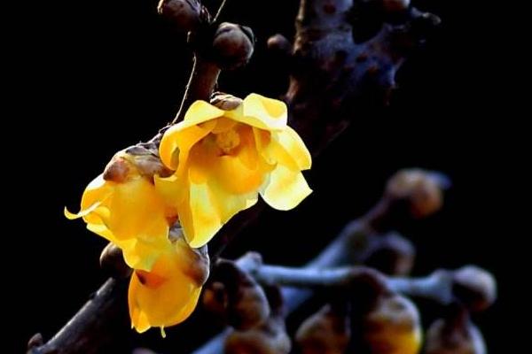 臘梅種子市場價格多少錢一斤 臘梅種子什么時候播種