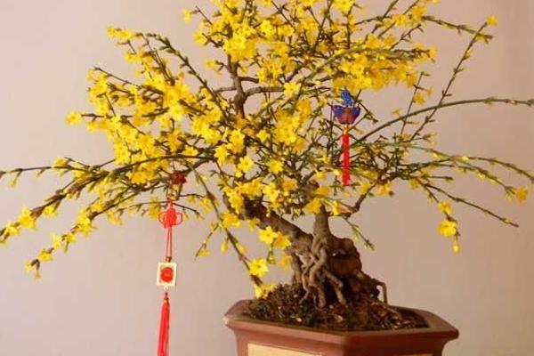 臘梅種子市場價格多少錢一斤 臘梅種子什么時候播種