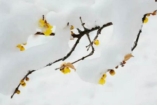 臘梅種子市場價格多少錢一斤 臘梅種子什么時候播種