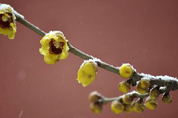 臘梅種子市場價格多少錢一斤 臘梅種子什么時候播種