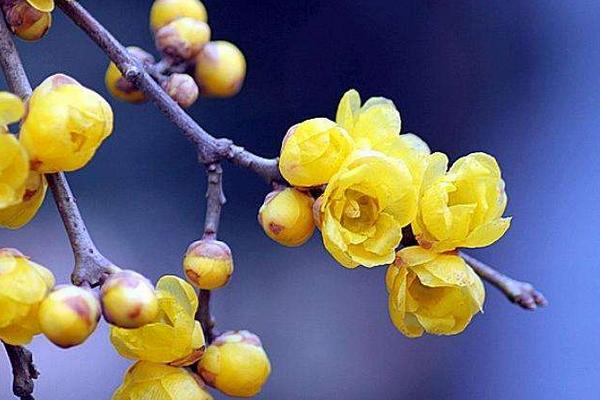 盆栽臘梅花怎么養(yǎng) 臘梅養(yǎng)殖方法與注意事項(xiàng)