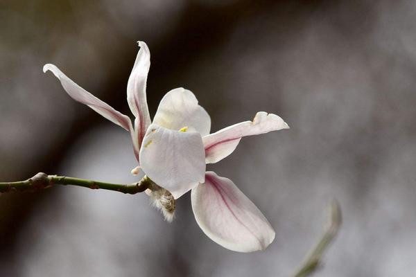 玉蘭花怎么養 玉蘭花養殖方法與注意事項