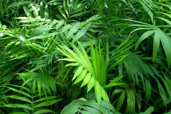 袖珍椰子繁殖方法（播種、分株） 袖珍椰子怎么養