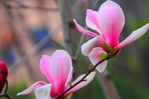玉蘭花怎么養 玉蘭花養殖方法與注意事項