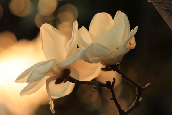 玉蘭花怎么養 玉蘭花養殖方法與注意事項