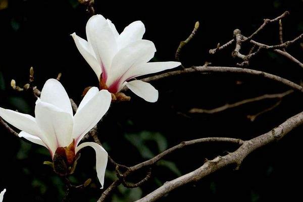 玉蘭花怎么養 玉蘭花養殖方法與注意事項