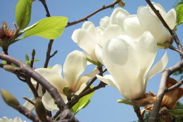 玉蘭花怎么養 玉蘭花養殖方法與注意事項