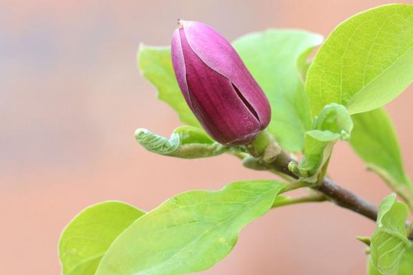 玉蘭花怎么養 玉蘭花養殖方法與注意事項