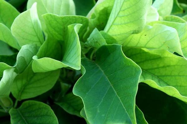 玉蘭花怎么養 玉蘭花養殖方法與注意事項