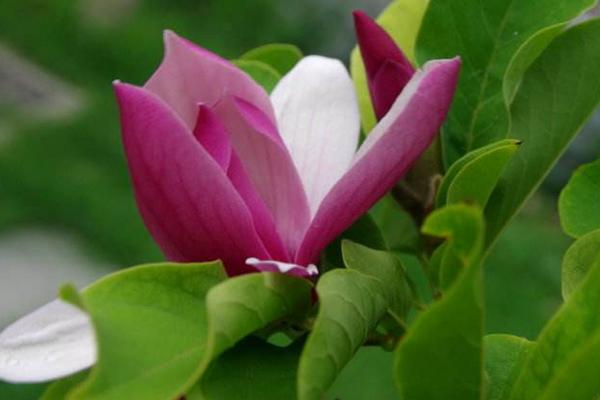 玉蘭花怎么養 玉蘭花養殖方法與注意事項