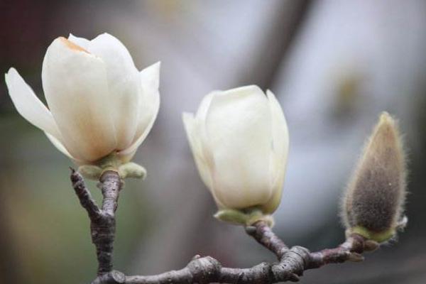 玉蘭花怎么養 玉蘭花養殖方法與注意事項