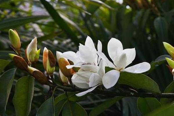 玉蘭花怎么養 玉蘭花養殖方法與注意事項