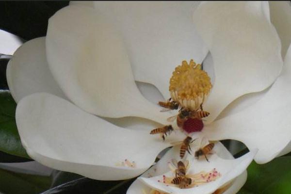 玉蘭花怎么養 玉蘭花養殖方法與注意事項