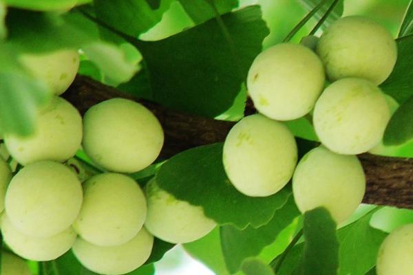 白果的功效與作用及禁忌 白果的營養(yǎng)價(jià)值