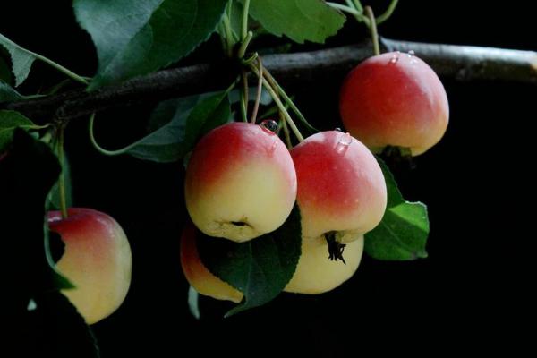 海棠果和蘋果的區別是什么 海棠果是什么