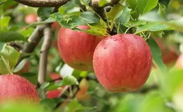 海棠果和蘋果的區別是什么 海棠果是什么
