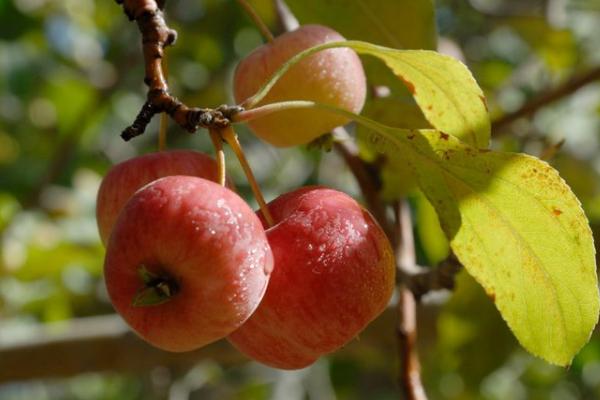 海棠果圖片大全 海棠果有什么用