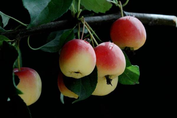 海棠果圖片大全 海棠果有什么用