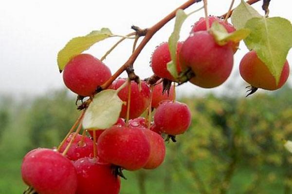 海棠果圖片大全 海棠果有什么用