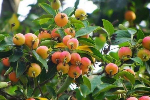 海棠果圖片大全 海棠果有什么用