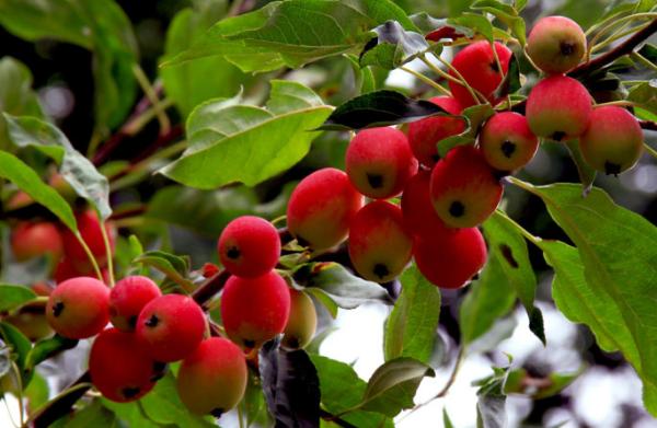 海棠果圖片大全 海棠果有什么用