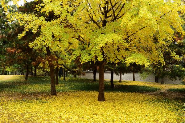 白果樹價格市場價格多少錢一棵