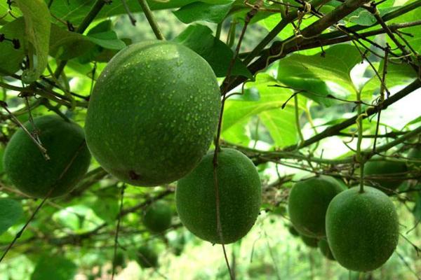 羅漢果的功效與作用及禁忌 羅漢果藥用價(jià)值