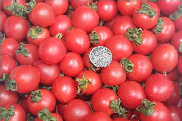 千禧圣女果是轉基因嗎 千禧圣女果市場價格多少錢一斤