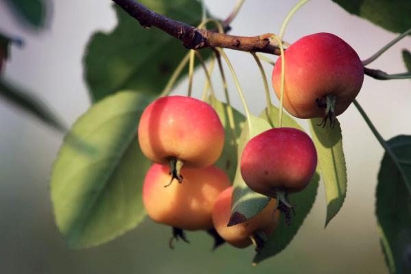 沙果是什么 沙果的營養價值