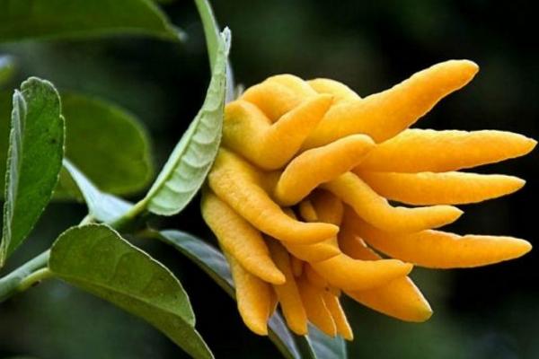 佛手柑怎么種 佛手柑種植技術與注意事項