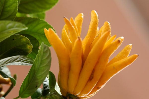 佛手柑怎么種 佛手柑種植技術與注意事項