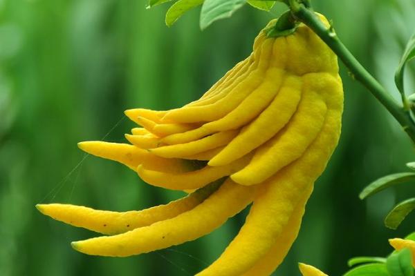 佛手柑怎么種 佛手柑種植技術與注意事項