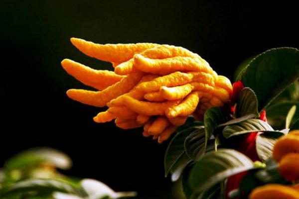 佛手柑怎么種 佛手柑種植技術與注意事項