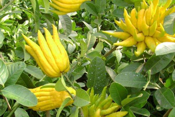 佛手柑怎么種 佛手柑種植技術與注意事項