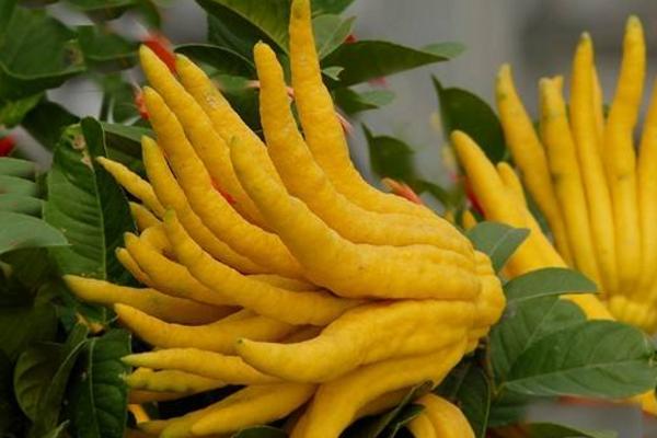 佛手柑怎么種 佛手柑種植技術與注意事項