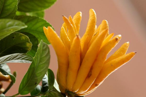 佛手柑市場(chǎng)價(jià)格多少錢一斤 佛手柑的功效作用