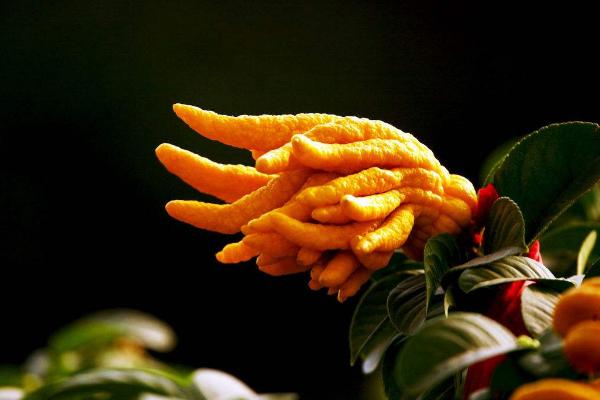 佛手柑市場價格多少錢一斤 佛手柑的功效作用