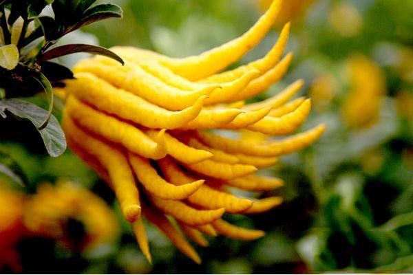 佛手柑市場價格多少錢一斤 佛手柑的功效作用